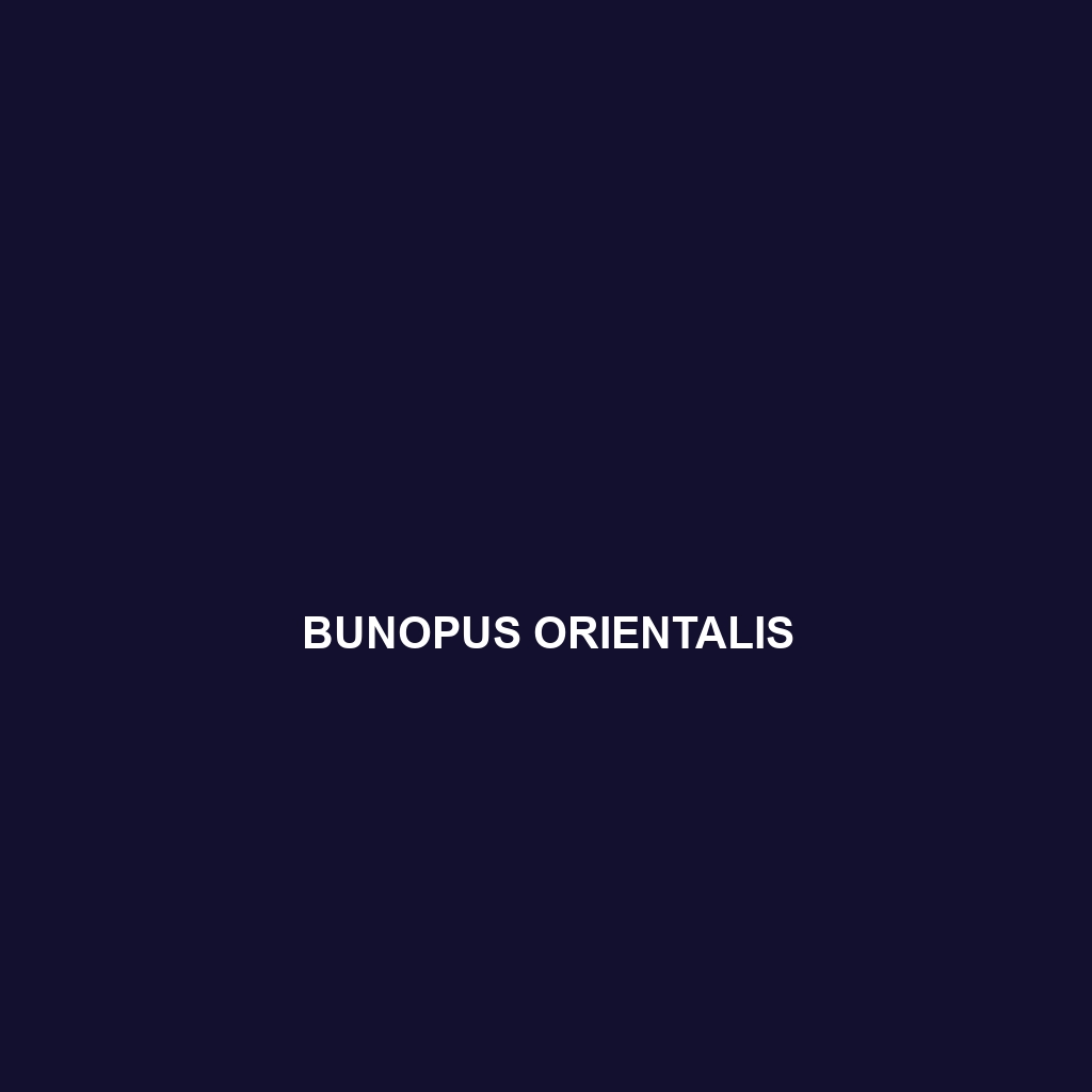 Bunopus orientalis