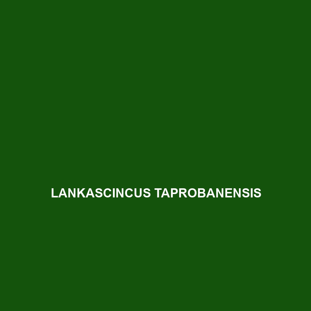 Lankascincus taprobanensis