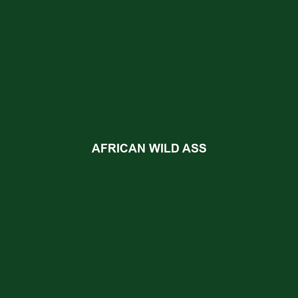 African Wild Ass