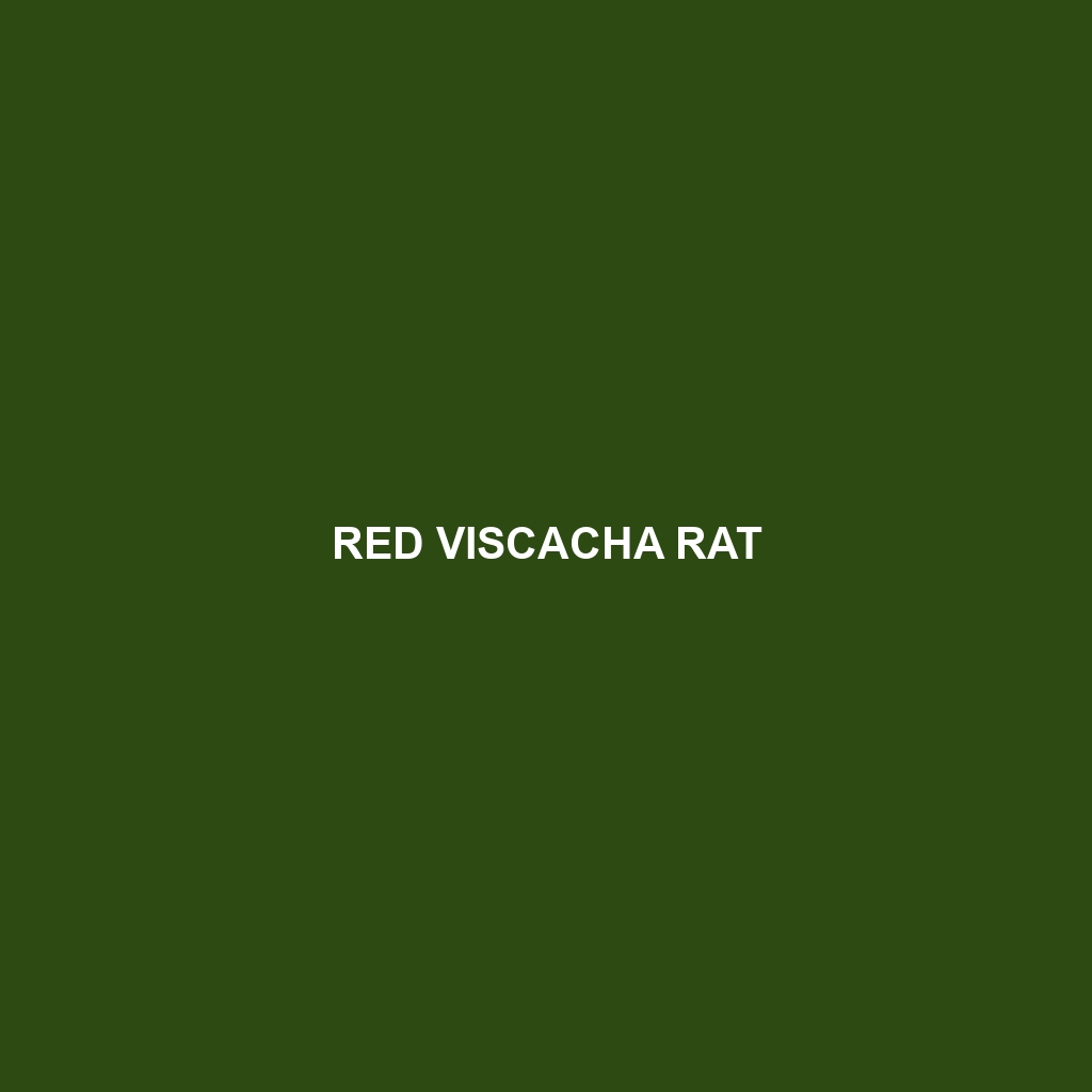 Red Viscacha Rat