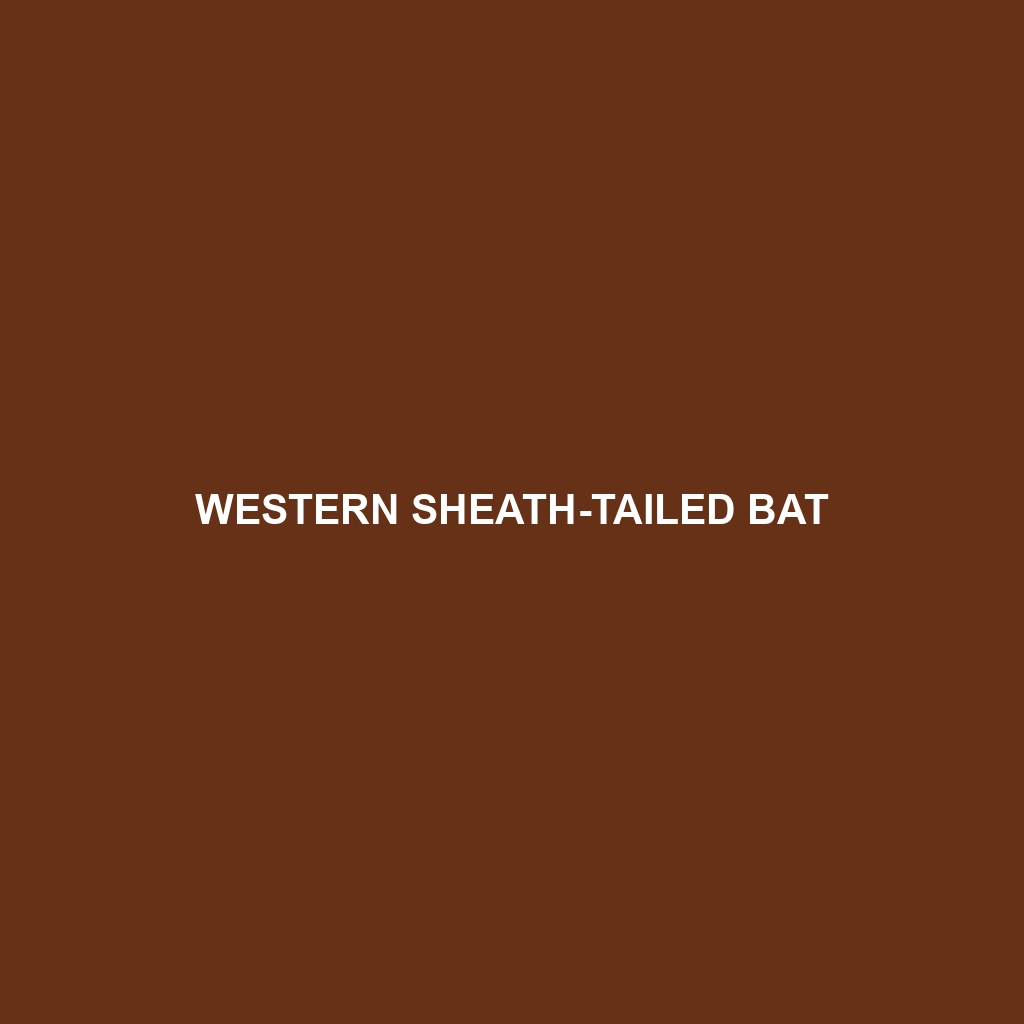 Western Sheath-tailed Bat