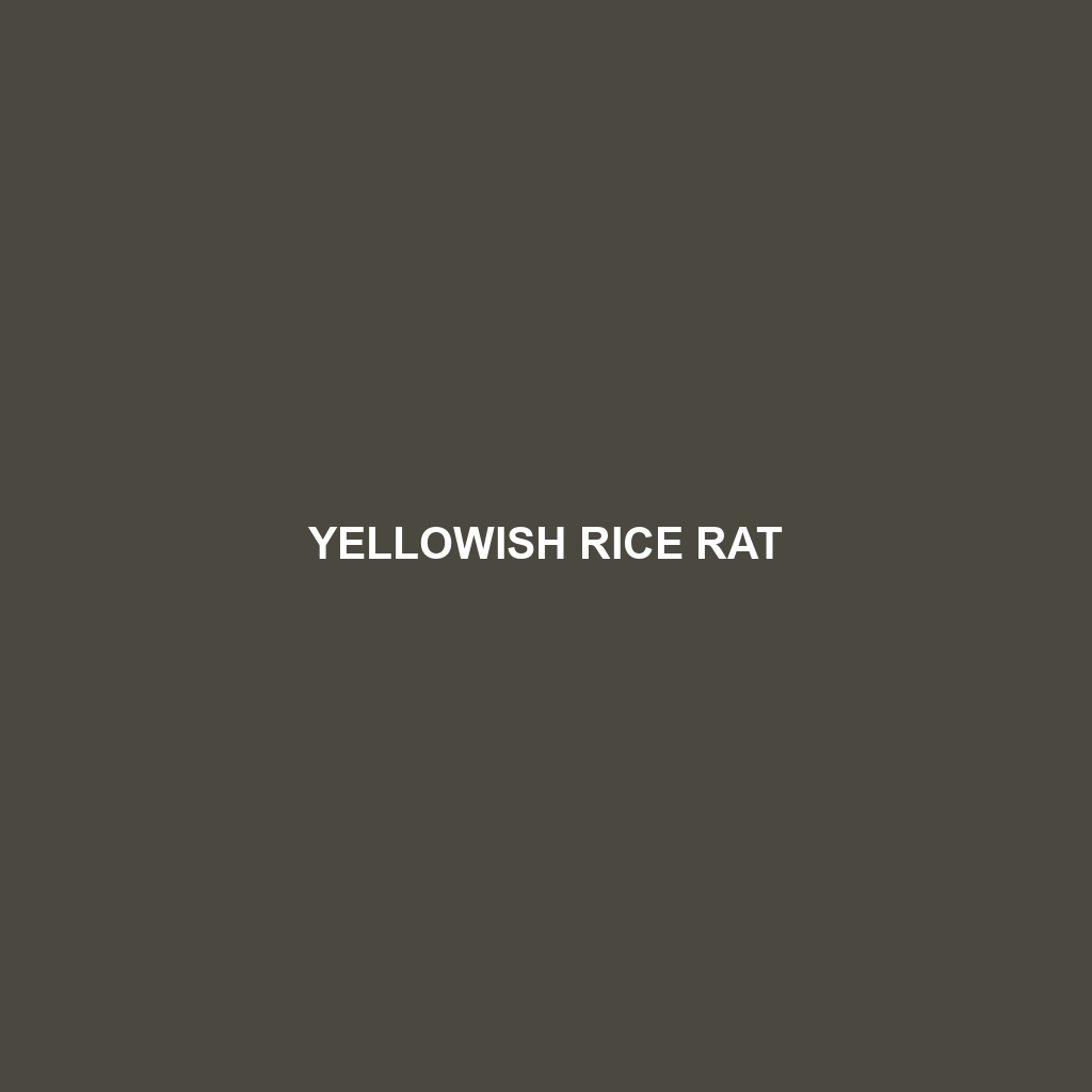 Yellowish Rice Rat