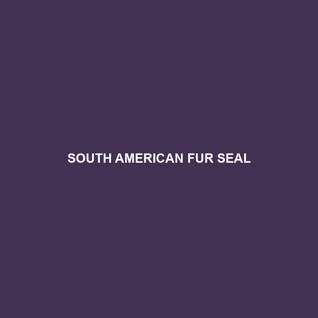 South American Fur Seal