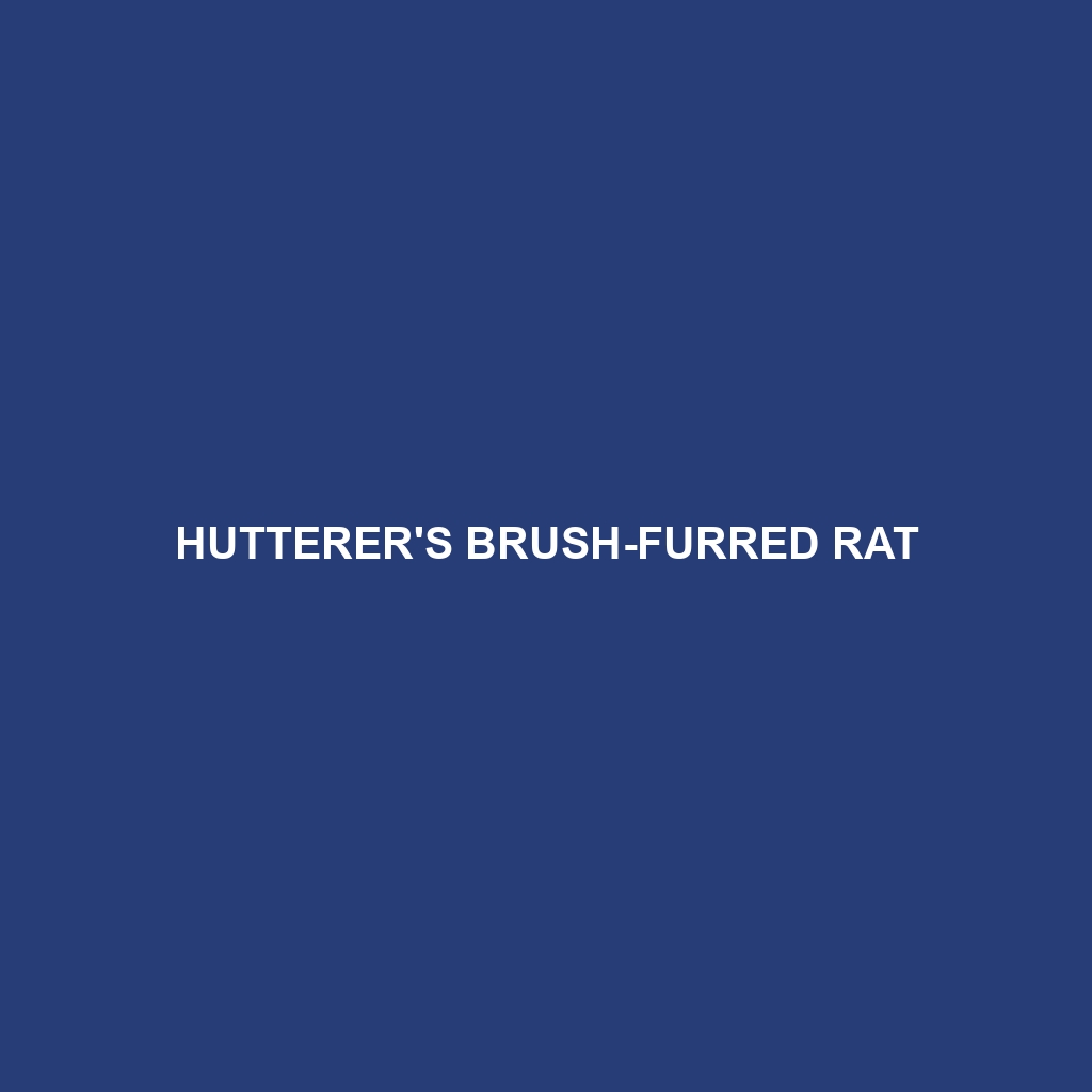 Hutterer's Brush-furred Rat