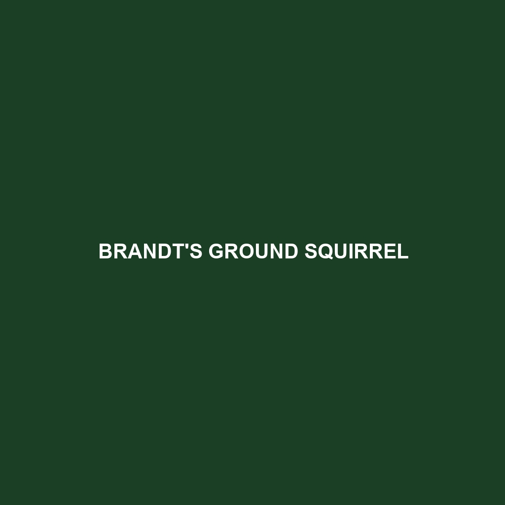 Brandt's Ground Squirrel