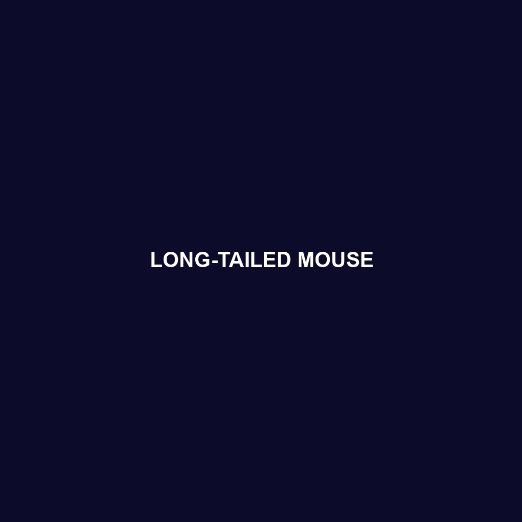 Long-tailed Mouse