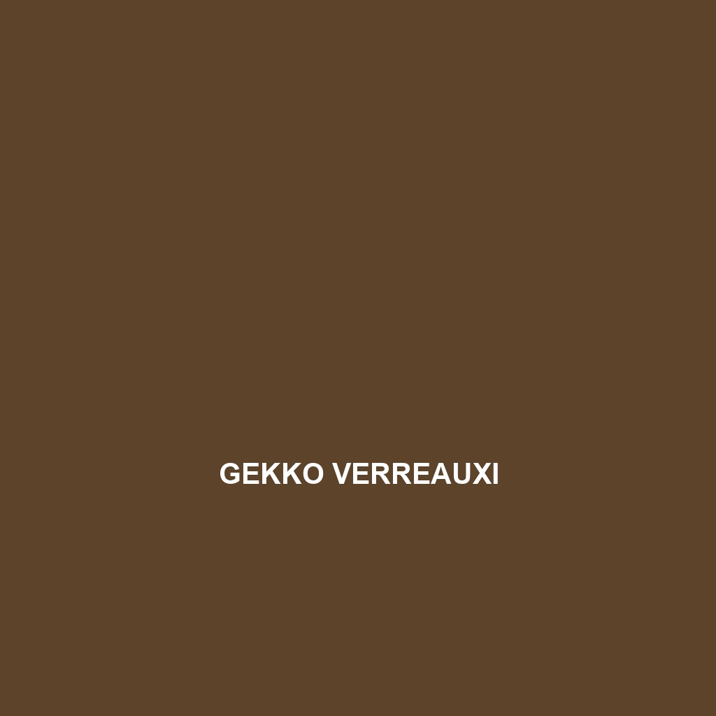 Gekko verreauxi