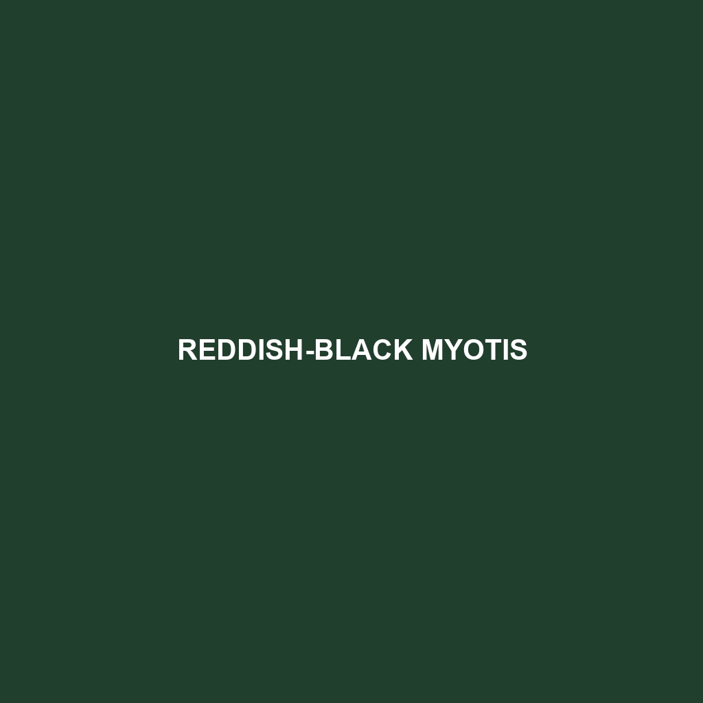 Reddish-black Myotis