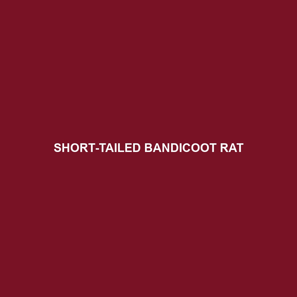 Short-tailed Bandicoot Rat