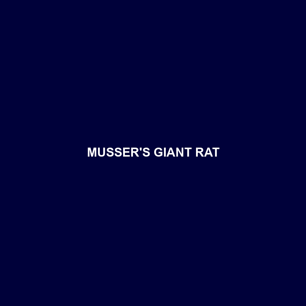 Musser's Giant Rat