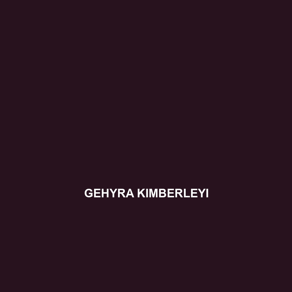 Gehyra kimberleyi