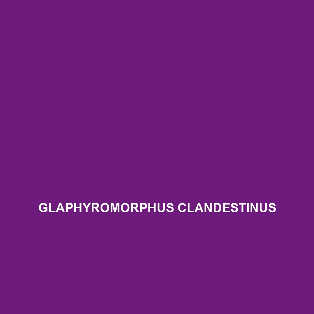 Glaphyromorphus clandestinus