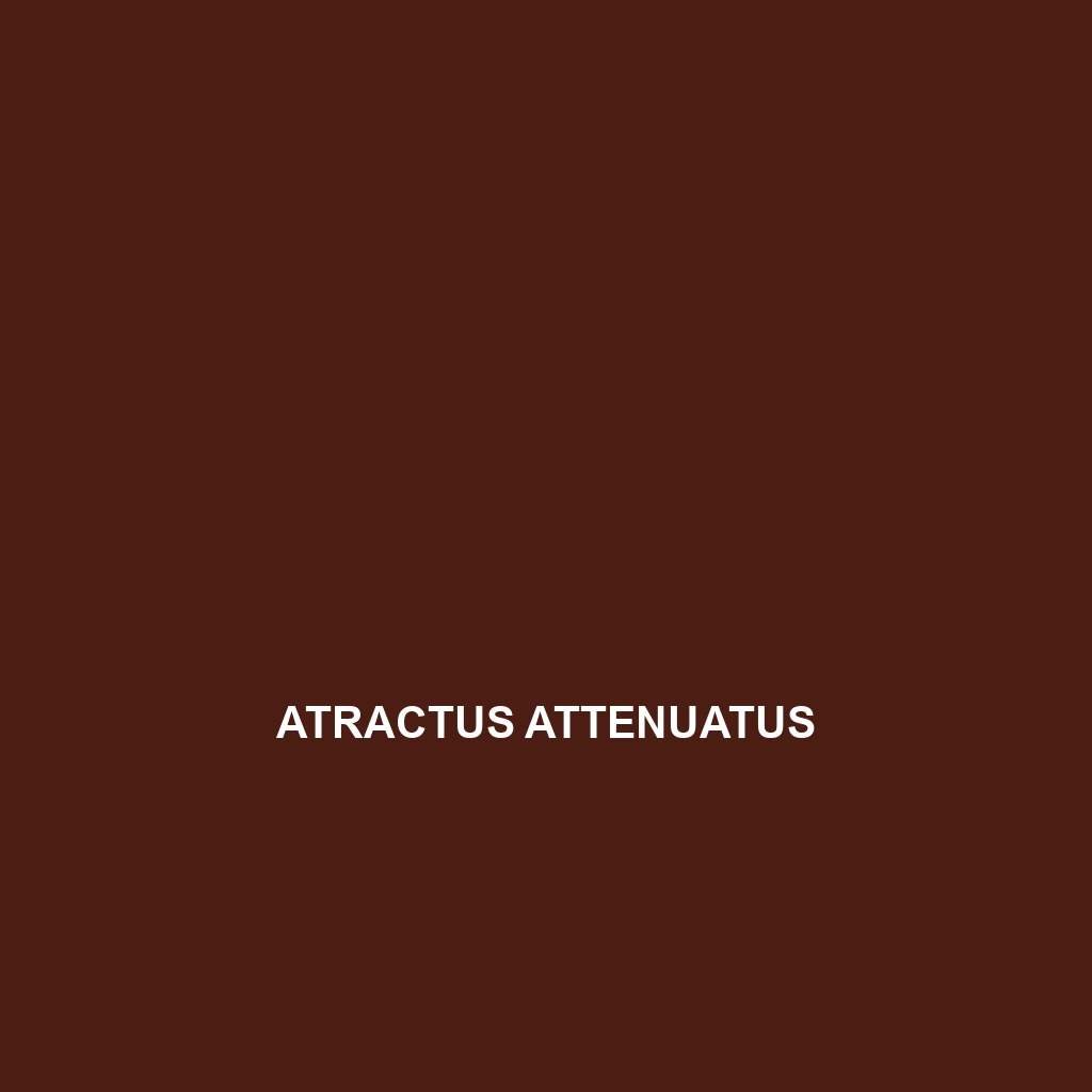 Atractus attenuatus