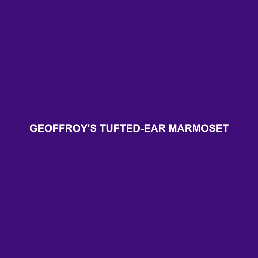 Geoffroy's Tufted-ear Marmoset