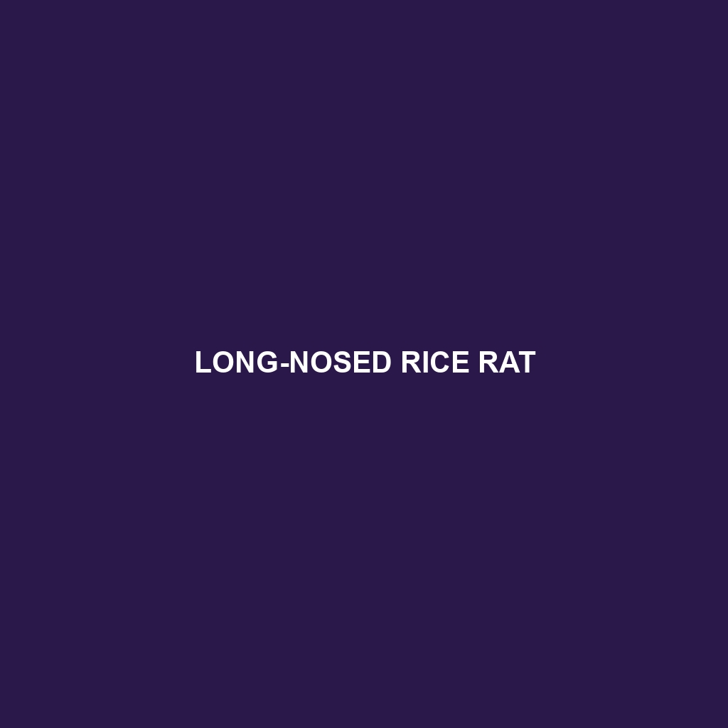 Cloud Forest Rice Rat