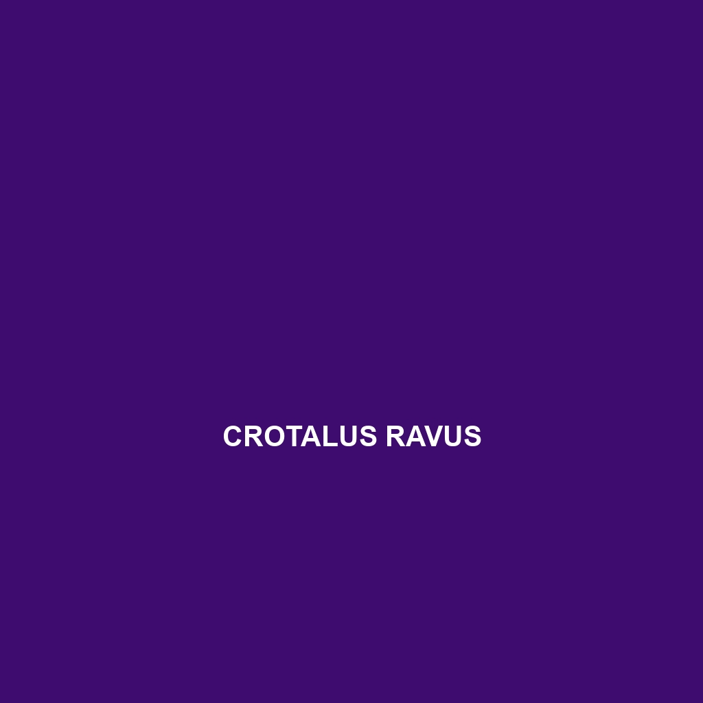 Crotalus ravus