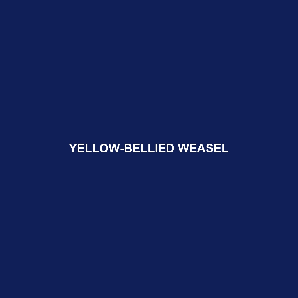 Yellow-bellied Weasel