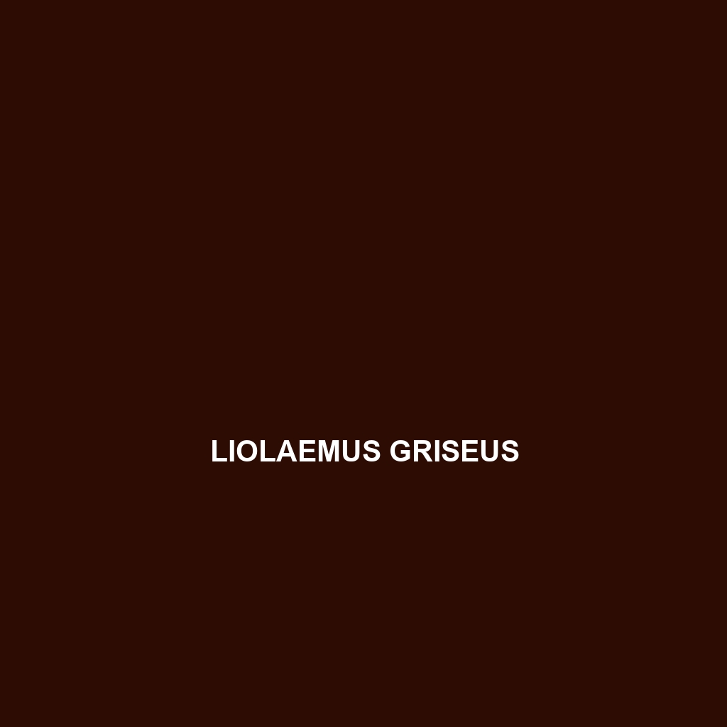 Liolaemus griseus