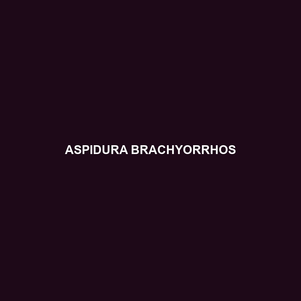 Aspidura brachyorrhos