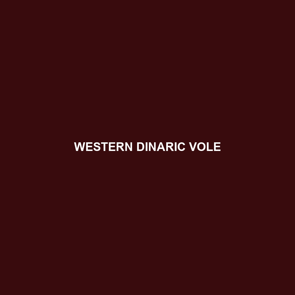 Western Dinaric Vole