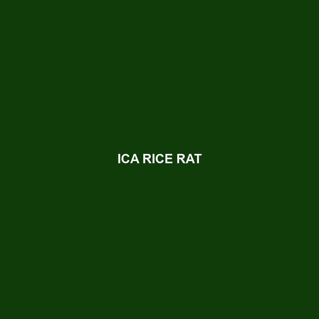 Ica Rice Rat