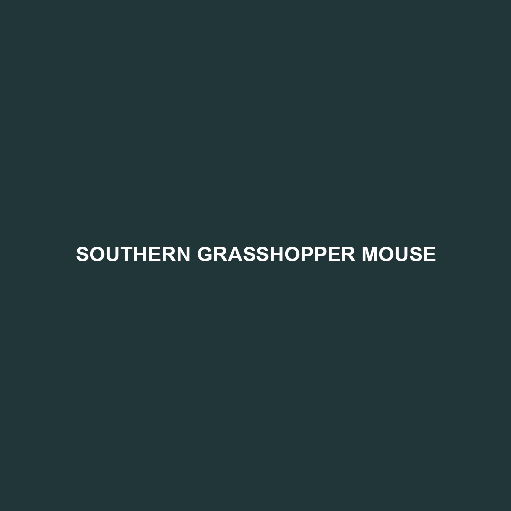 Southern Grasshopper Mouse