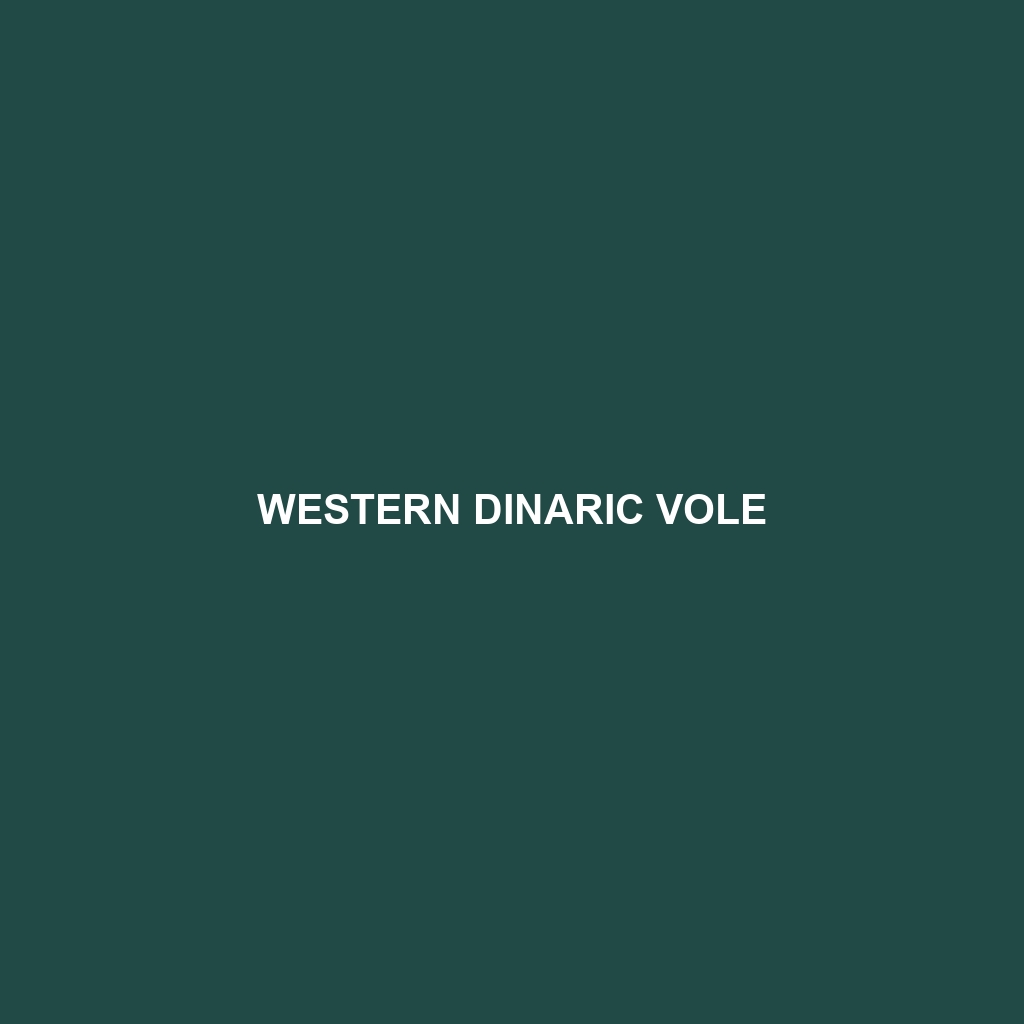 Western Dinaric Vole