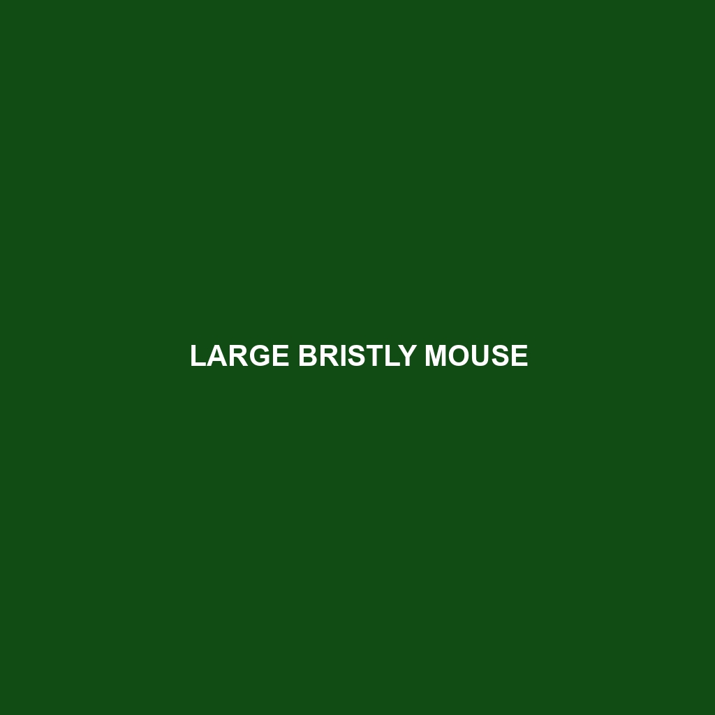 Paracou Bristly Mouse