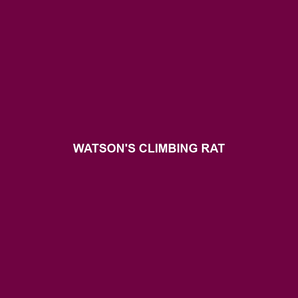 Watson's Climbing Rat