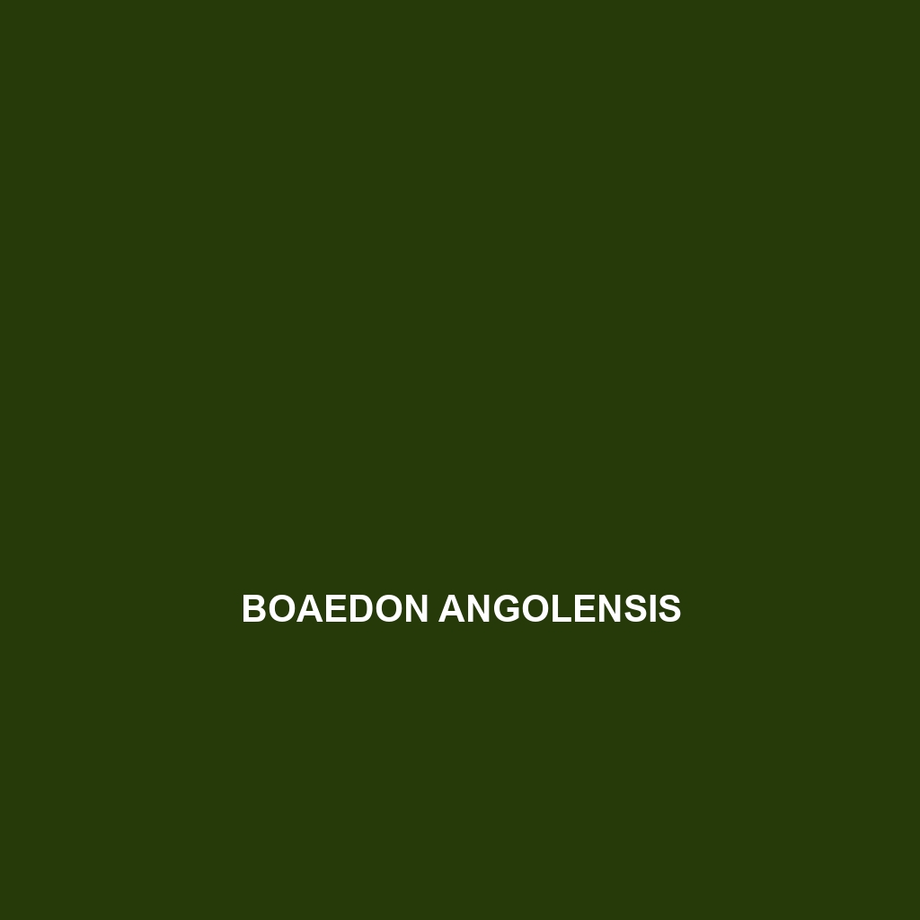 Boaedon angolensis