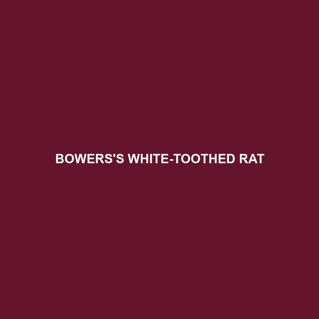 Bowers's White-toothed Rat