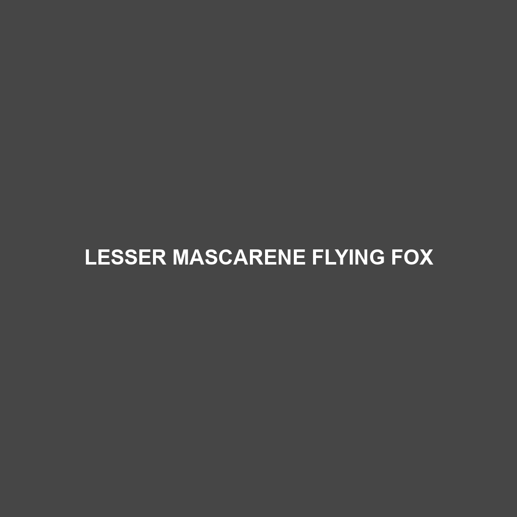 Lesser Mascarene Flying Fox