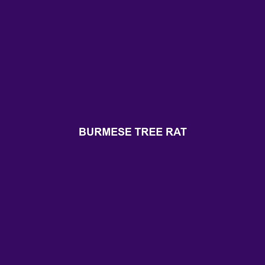 Burmese Tree Rat