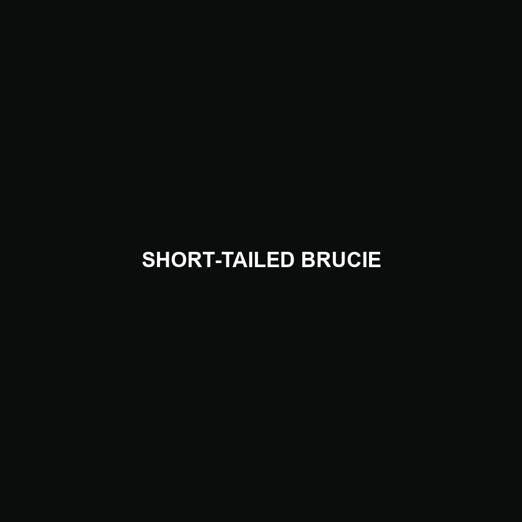 Short-tailed Brucie