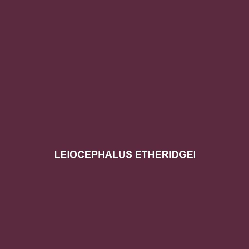 Leiocephalus etheridgei