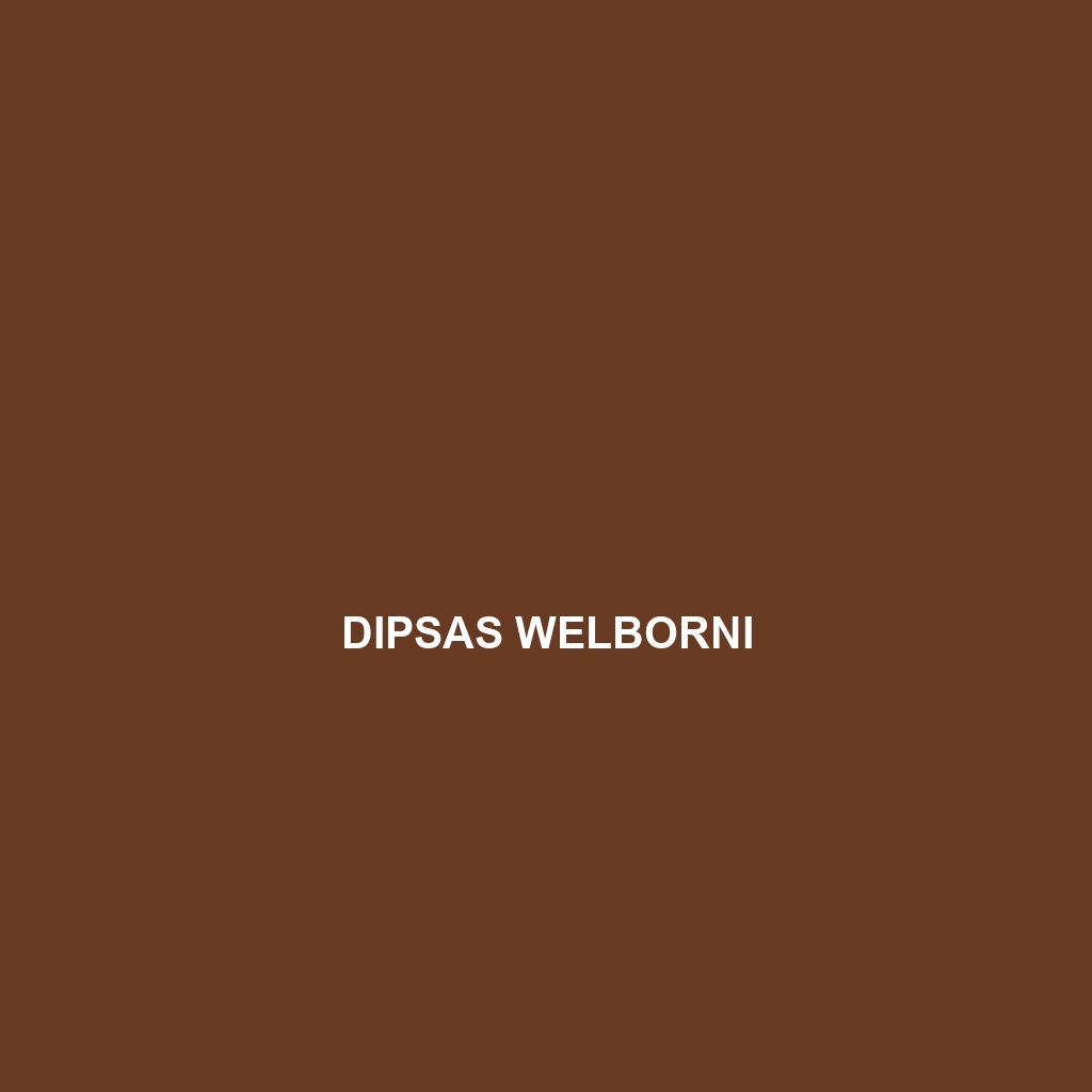 Dipsas welborni