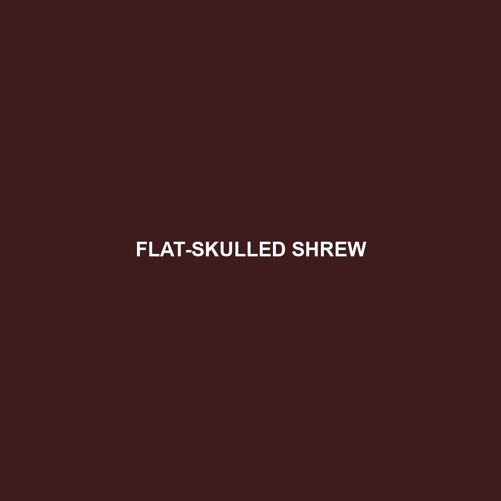 Flat-skulled Shrew