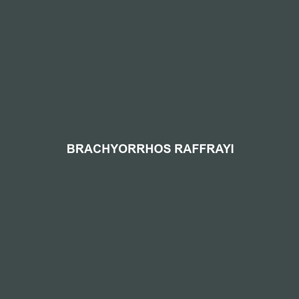 Brachyorrhos raffrayi