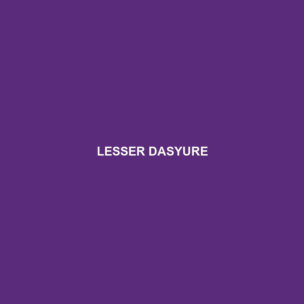 Lesser Dasyure