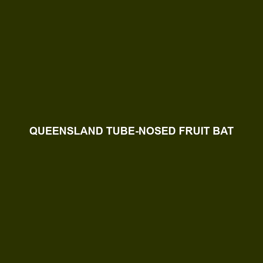 Queensland Tube-nosed Fruit Bat