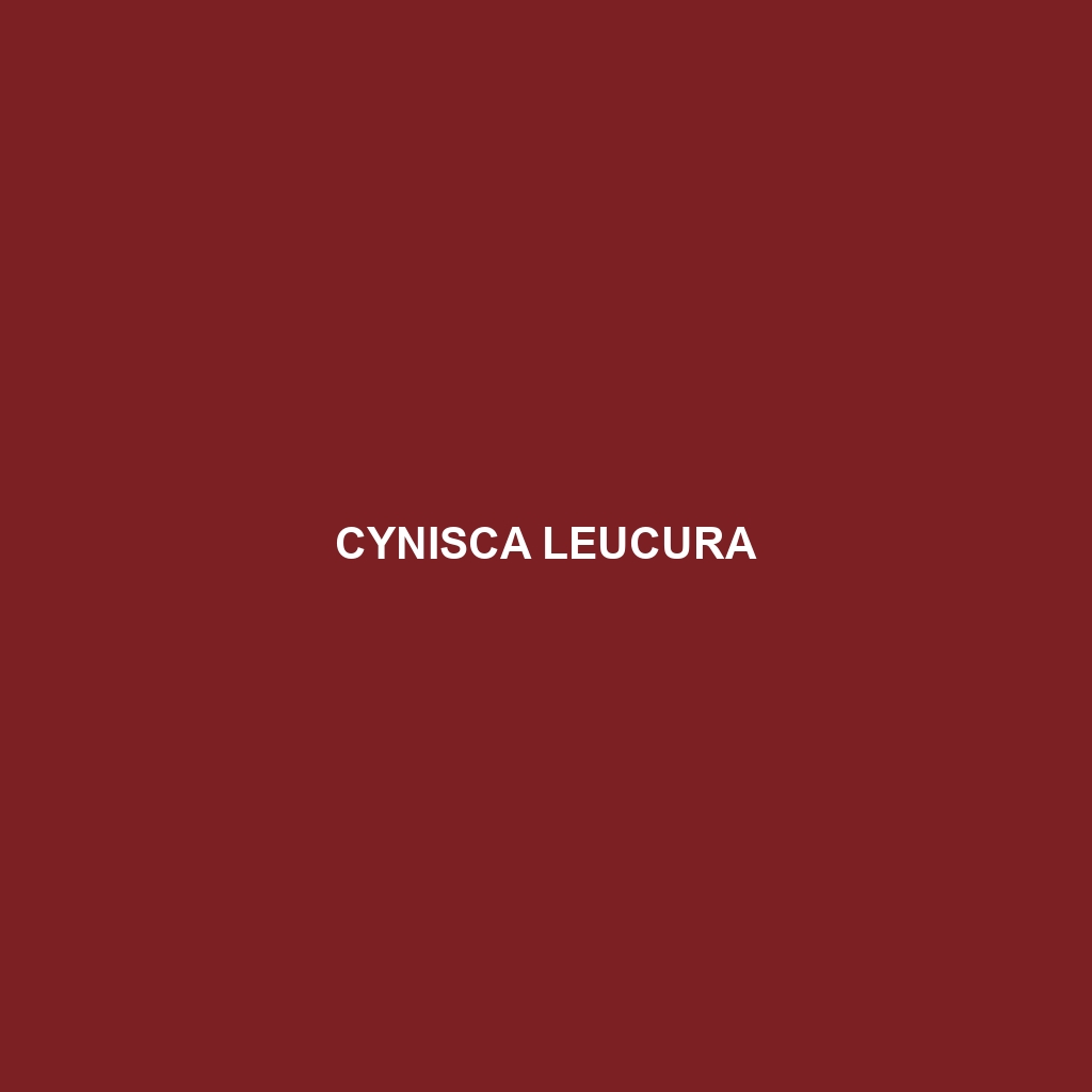 Cynisca leucura