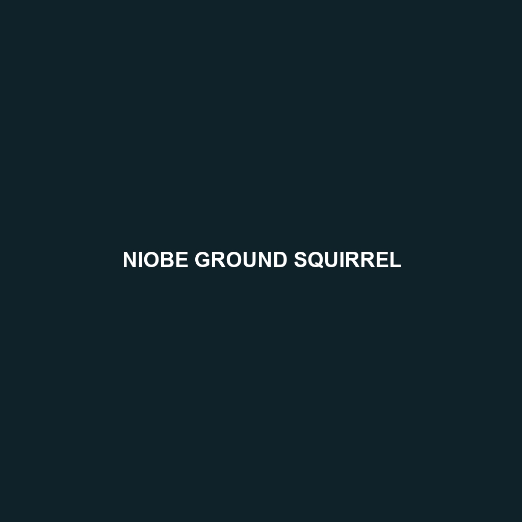 Niobe Ground Squirrel