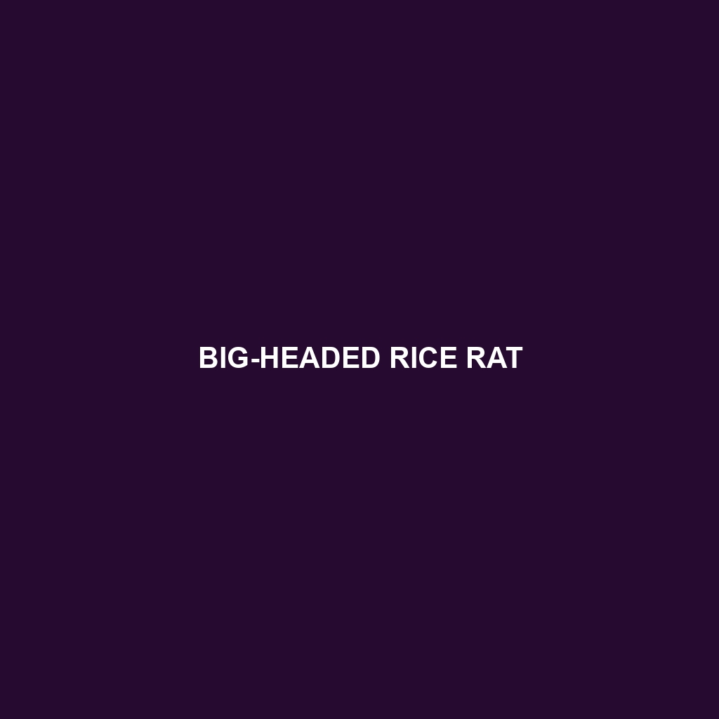 Big-headed Rice Rat