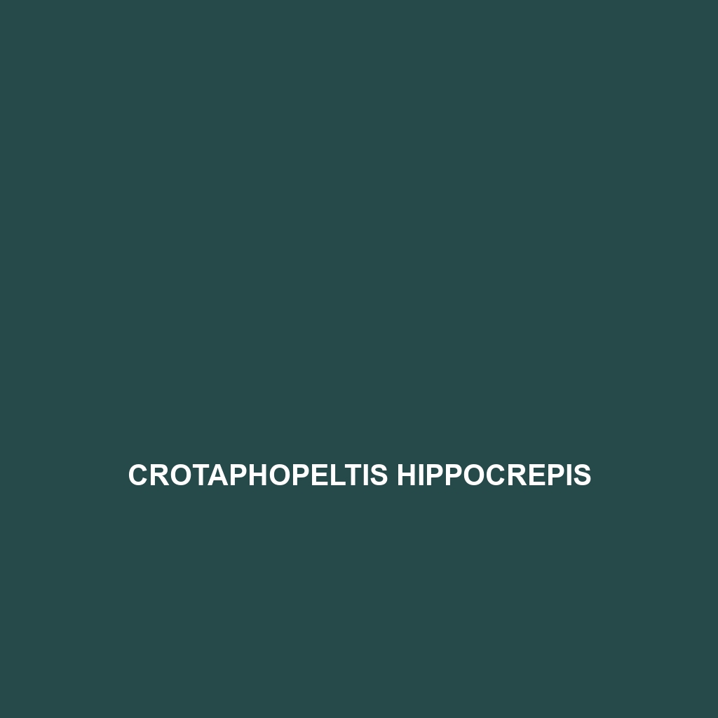 Crotaphopeltis hippocrepis