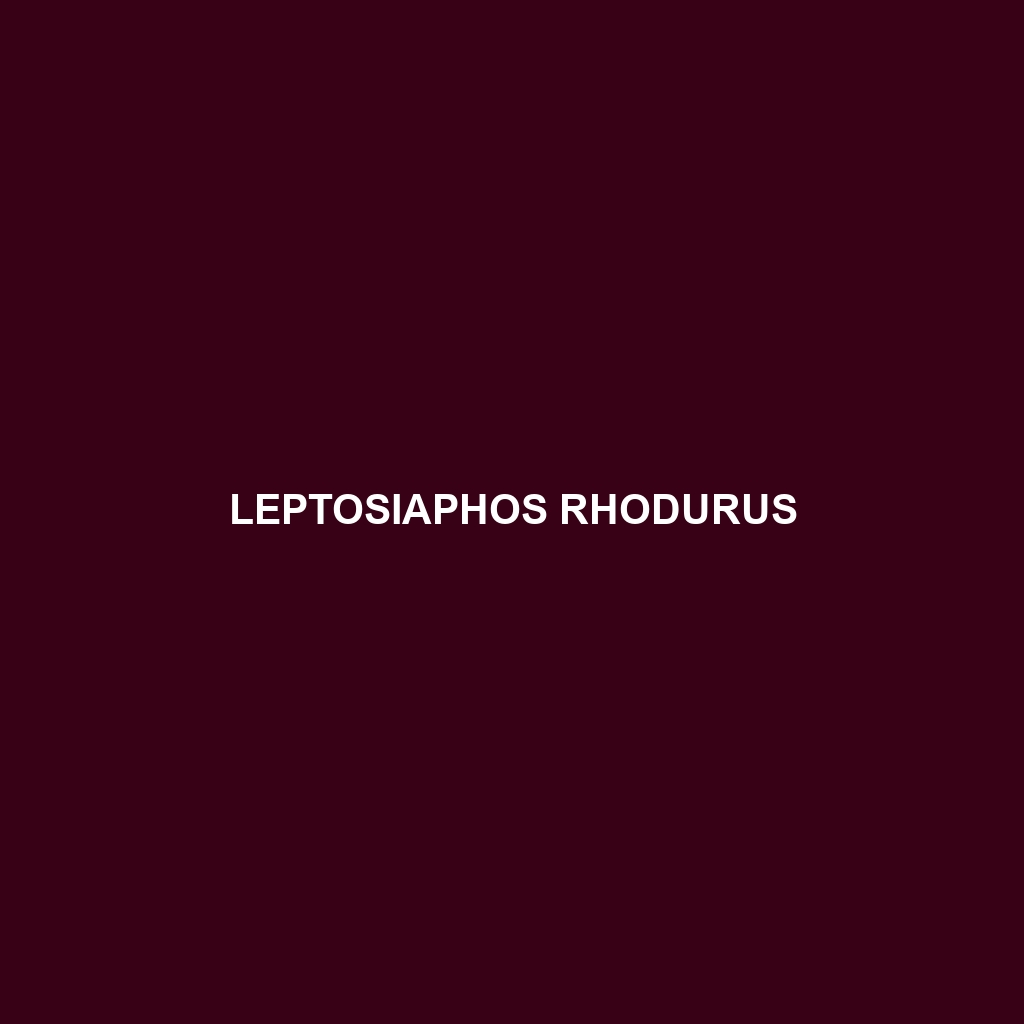 Leptosiaphos rhodurus