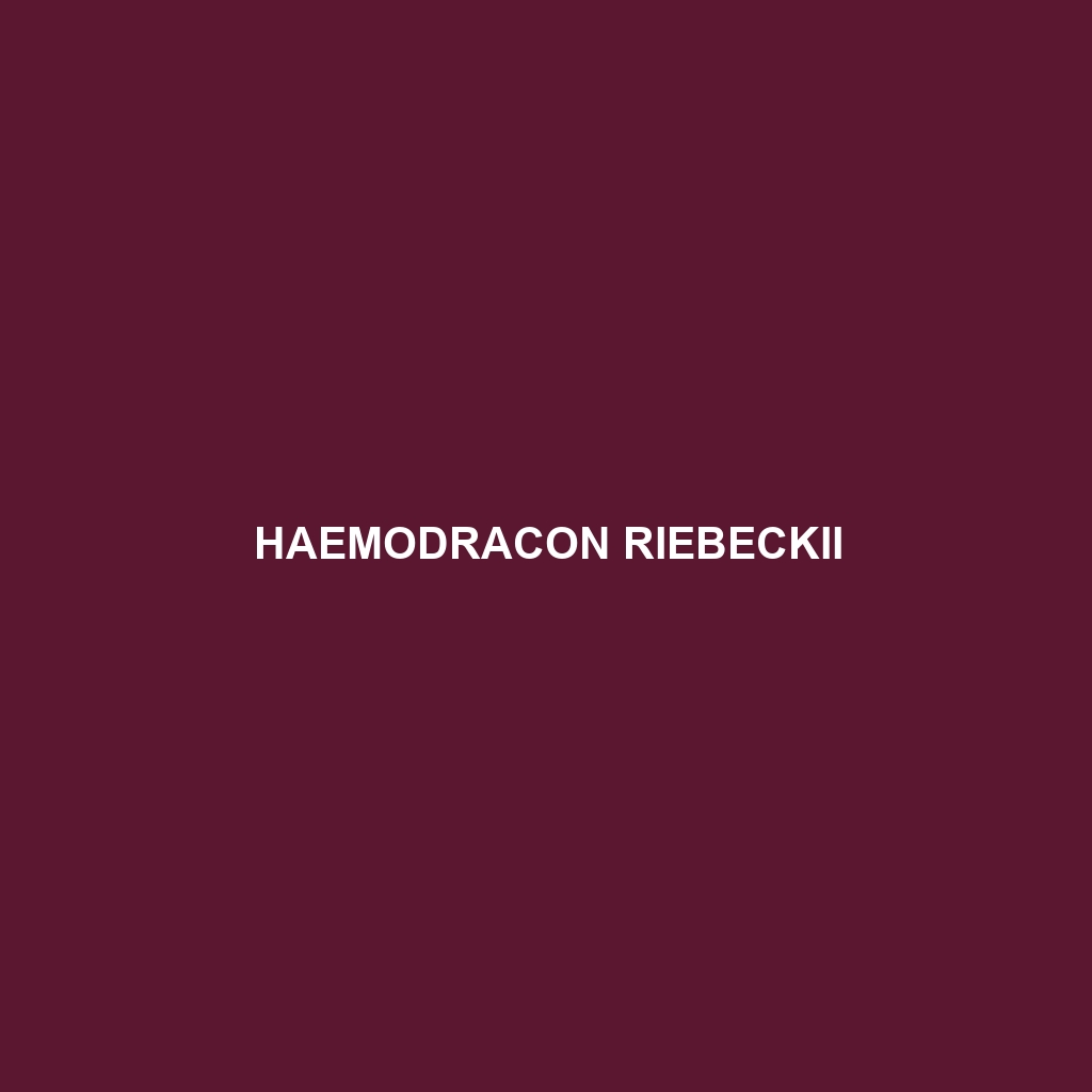 Haemodracon riebeckii