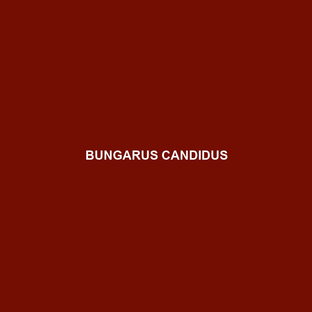 Bungarus candidus