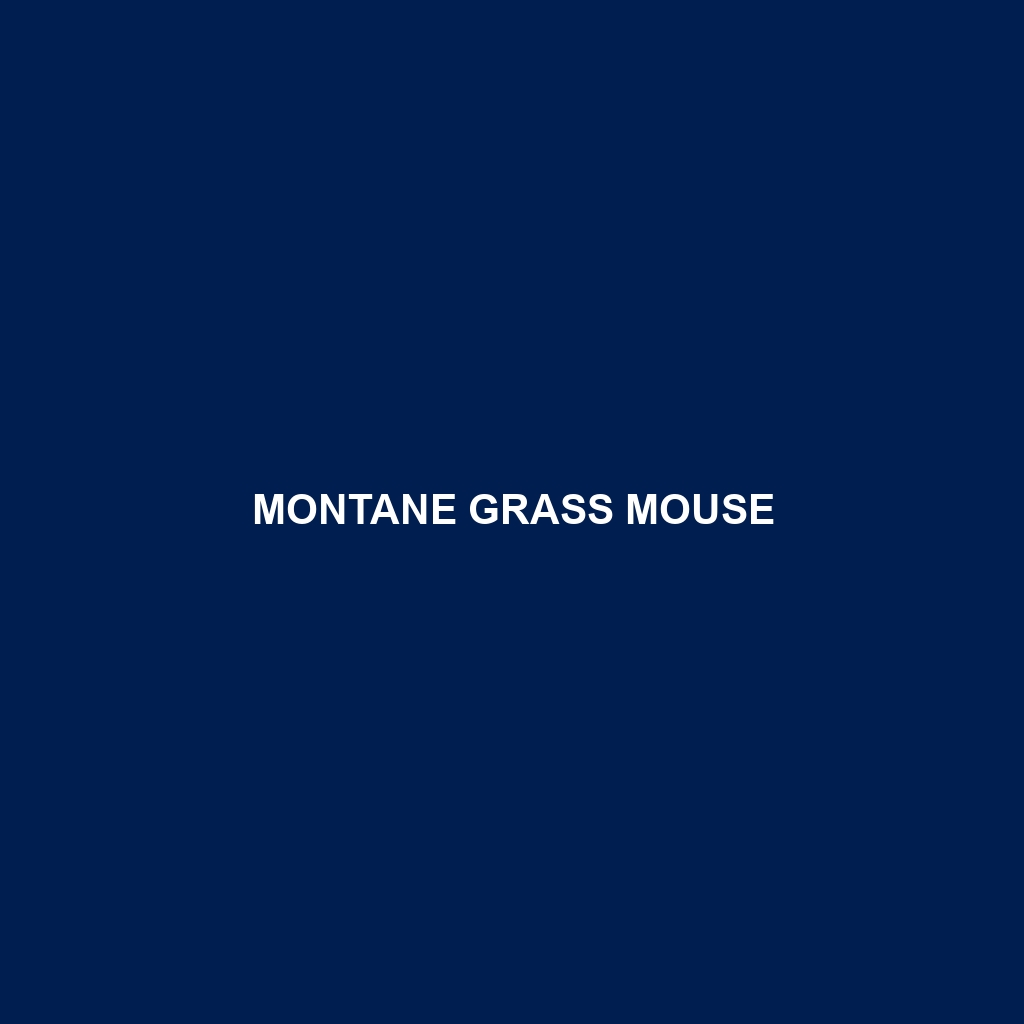 Montane Grass Mouse