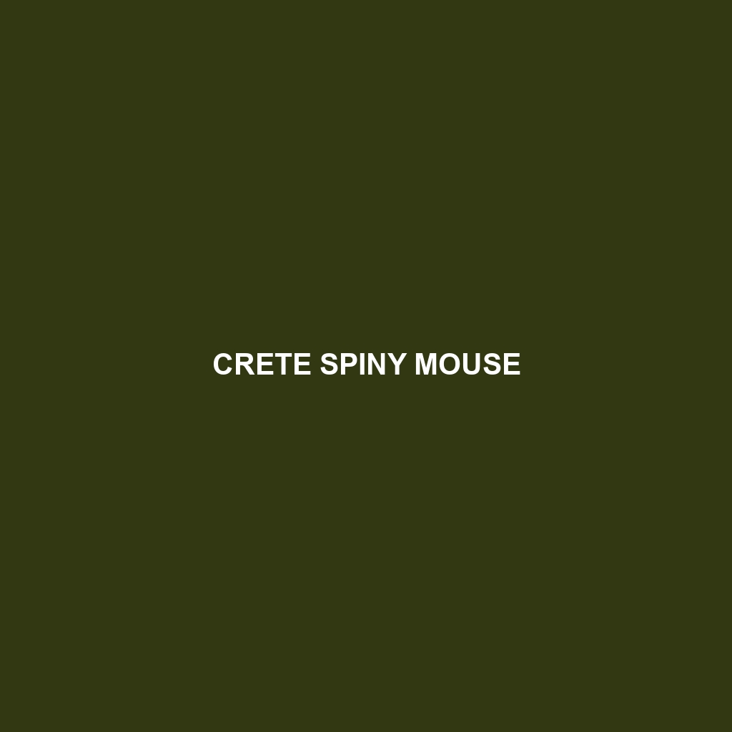 Crete Spiny Mouse