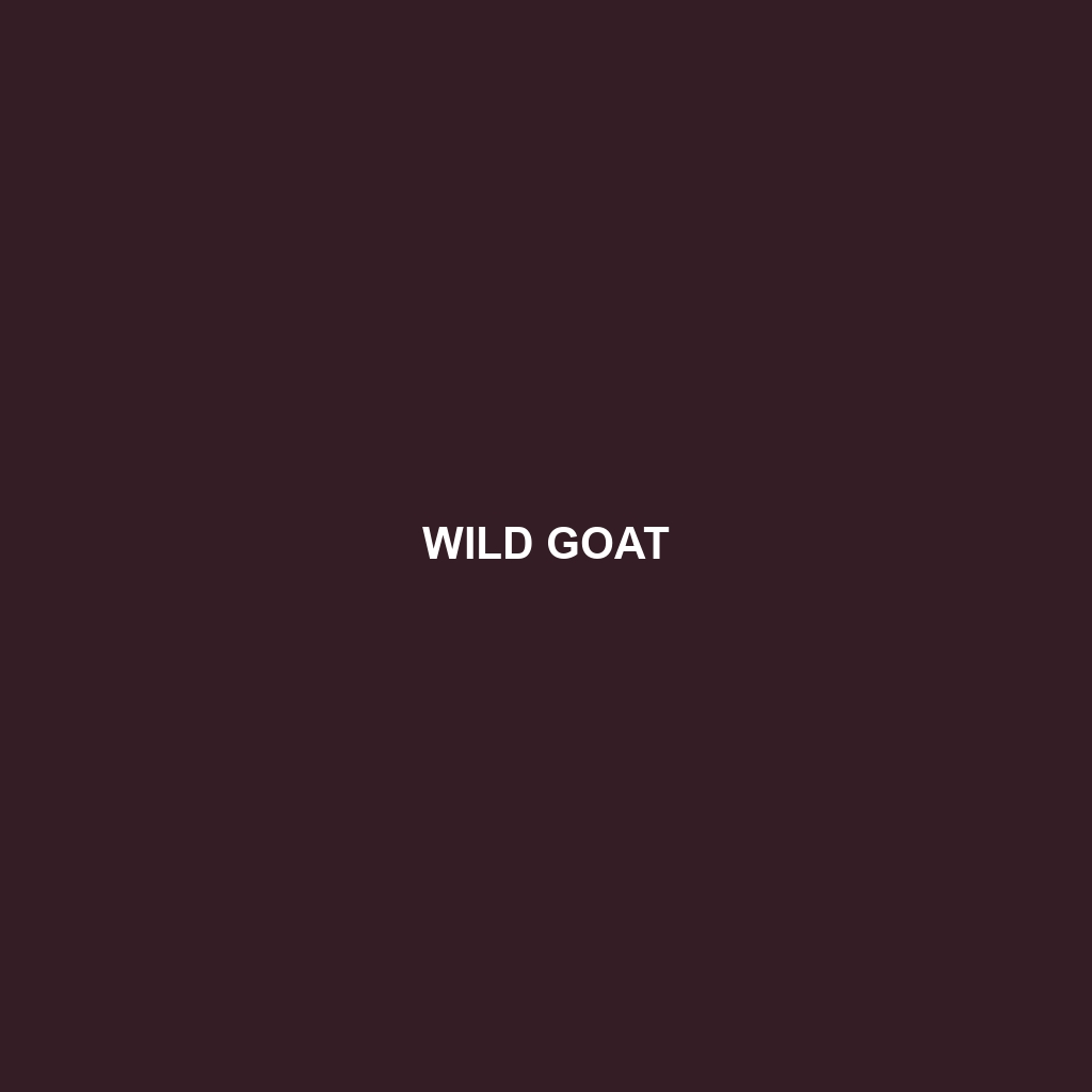 Wild Goat